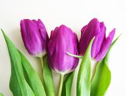 purple-tulips-2040312_1920.jpg