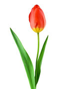 reference_tulip.jpg