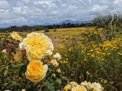 reference_yellow_flowers.jpeg