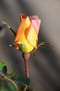 rose-4909187_1920.jpg