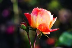 rose-7509353_1920~0.jpg