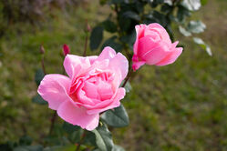 rose_leaves2.jpg