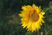 sunflower-in-october-3752613_1920.jpeg