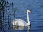 swan-4241137_1920.jpg