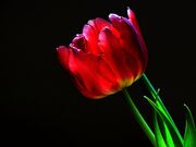 tulip-2039951_1920.jpg