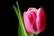 tulip-328428_1920.jpg