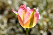 tulip-3341773_1920.jpg