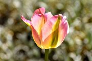 tulip-3341773_1920_28129.jpg