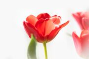 tulip-4050081_1920.jpg