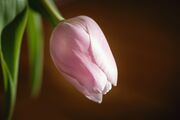 tulip-4066531_1920.jpg