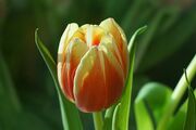 tulip-4925192_1920.jpg