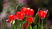 tulips-190474_1920.jpg