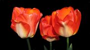 tulips-4806370_1920.jpg