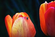 tulips-5038532_1920.jpg